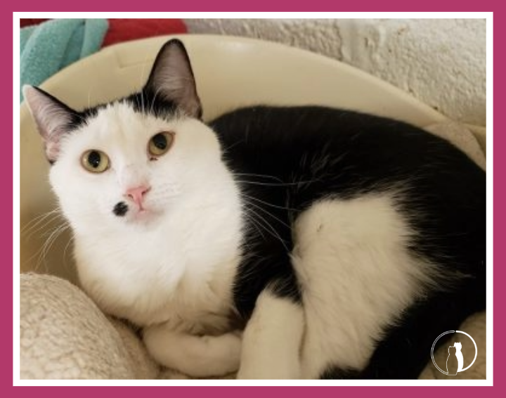 Meet Korrie, Available for Adoption at Cat Guardians