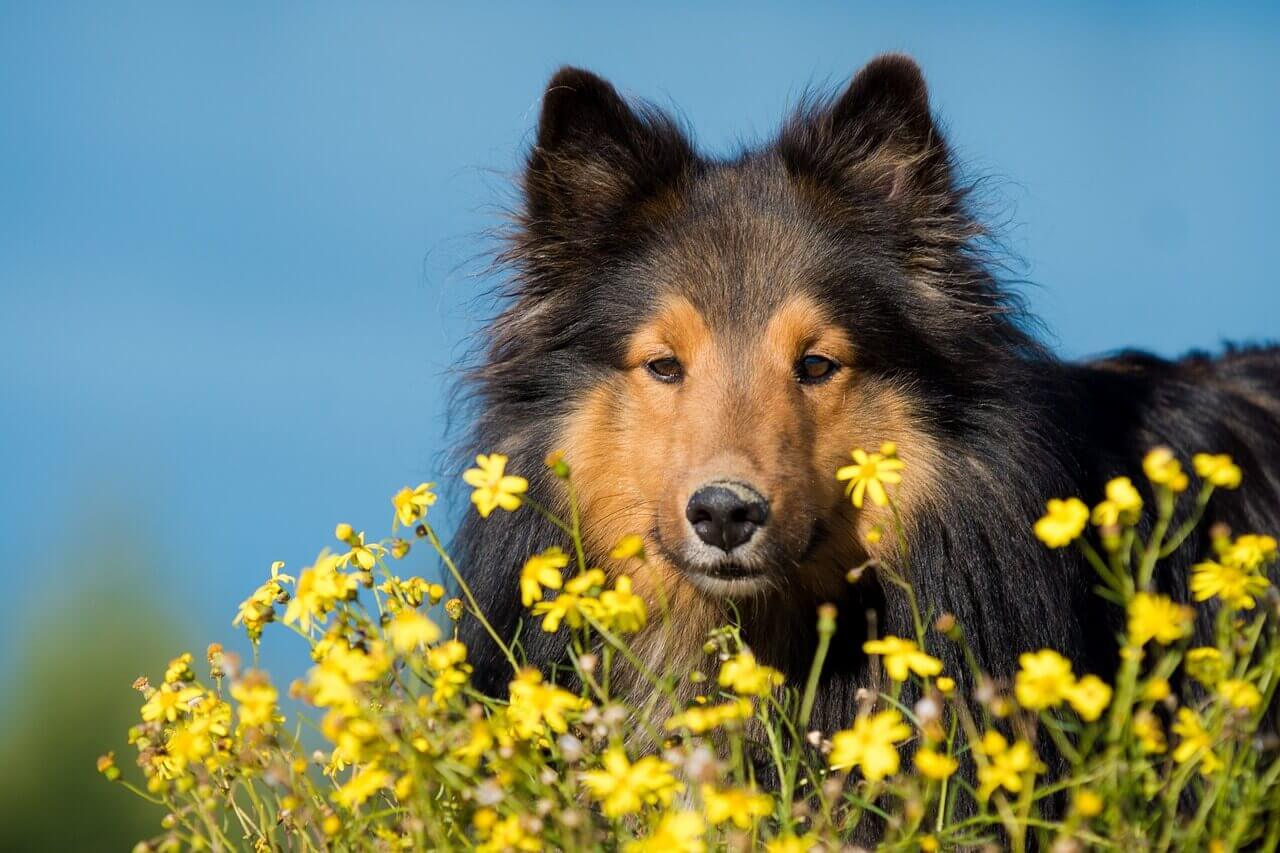 Pets Can Have Allergies, Too!