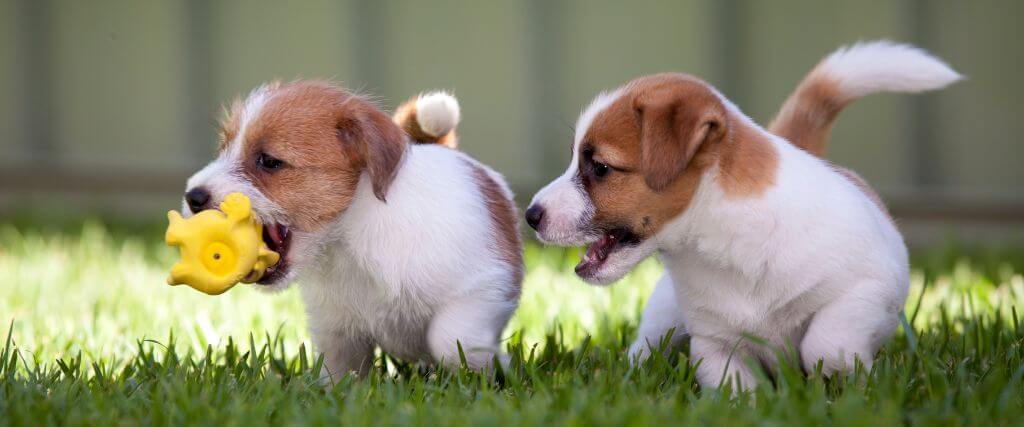 Two puppies playing with a toy outside for proper puppy socialization