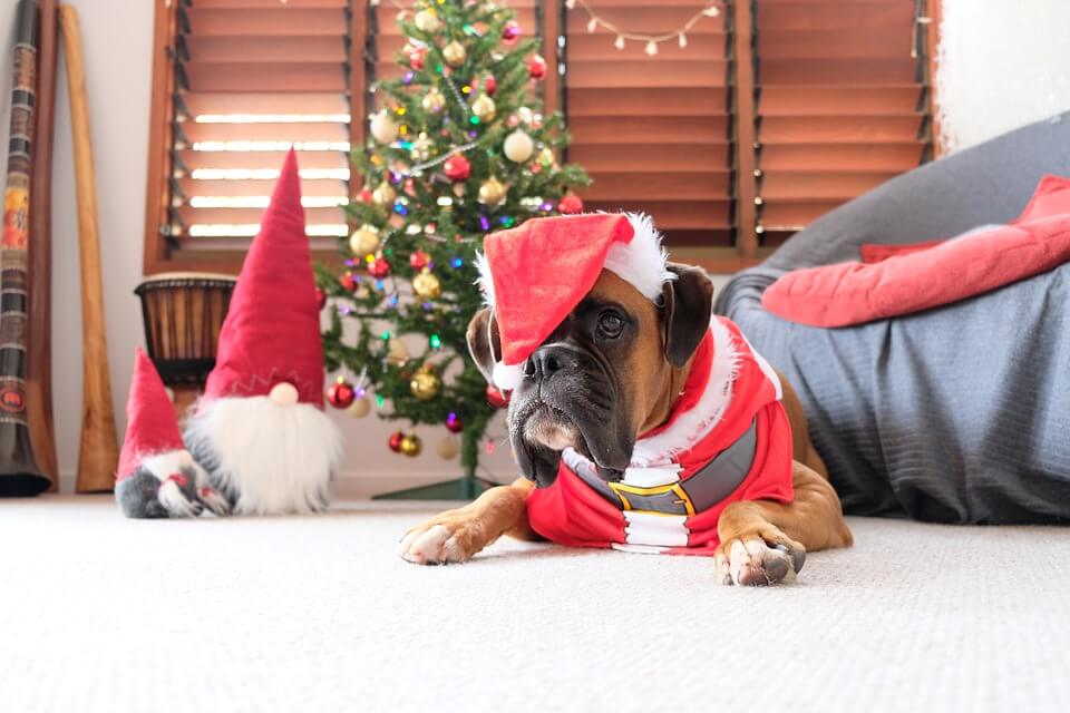 Holiday Pet Safety