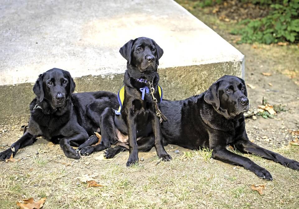 What's the difference between a Service Dog, Therapy Dog and an Emotional Support Dog?