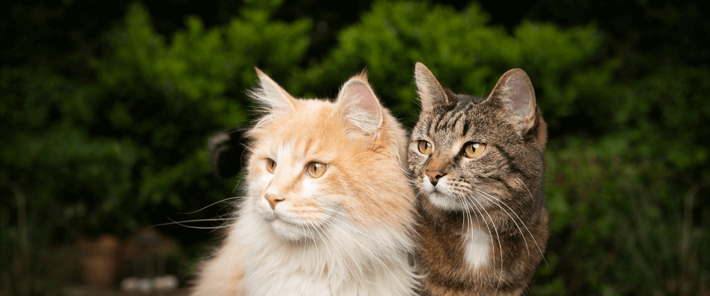 How to Spot the Personality Differences Between Male and Female Cats