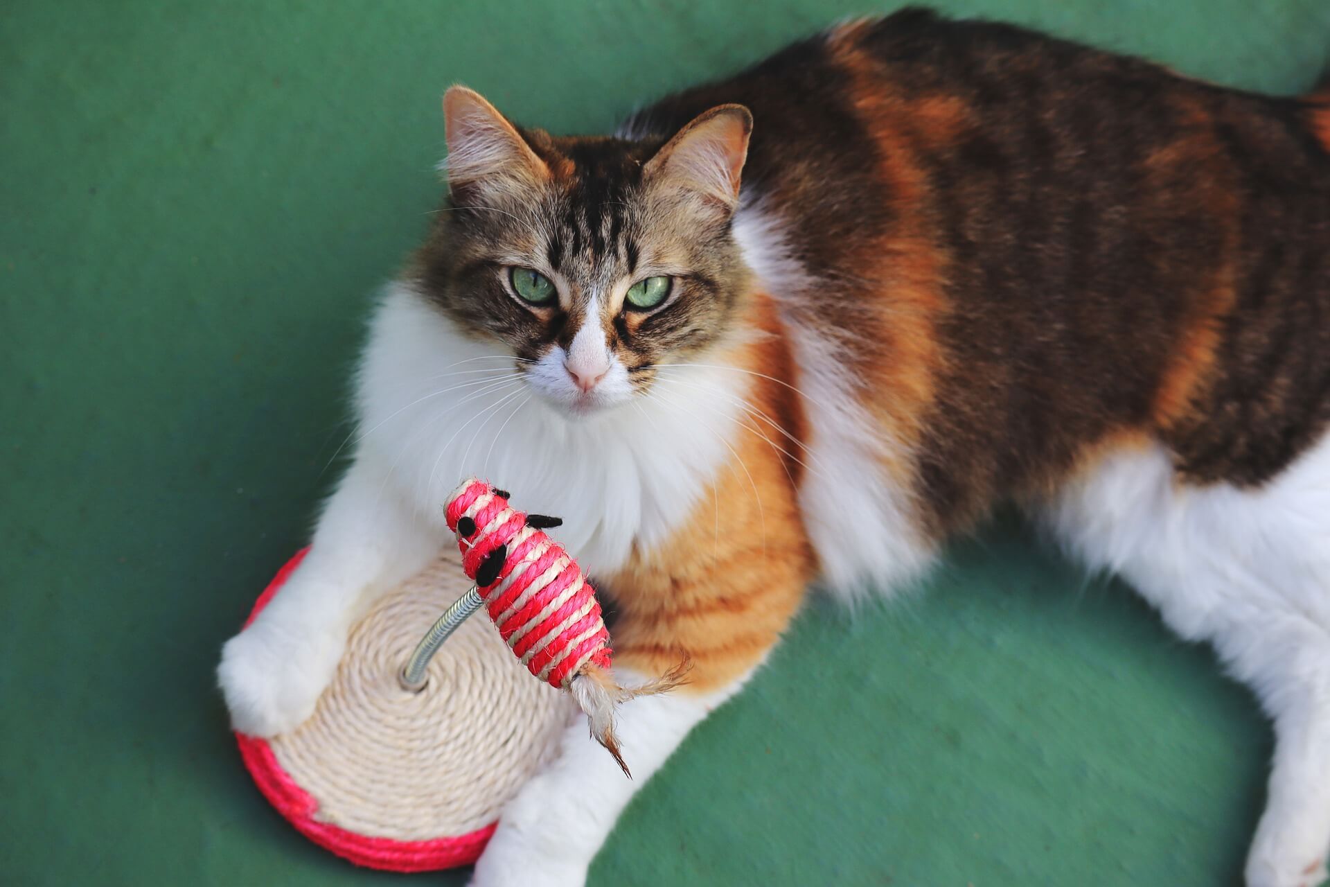 World Cat Day: Best Toys to get for Your Cat
