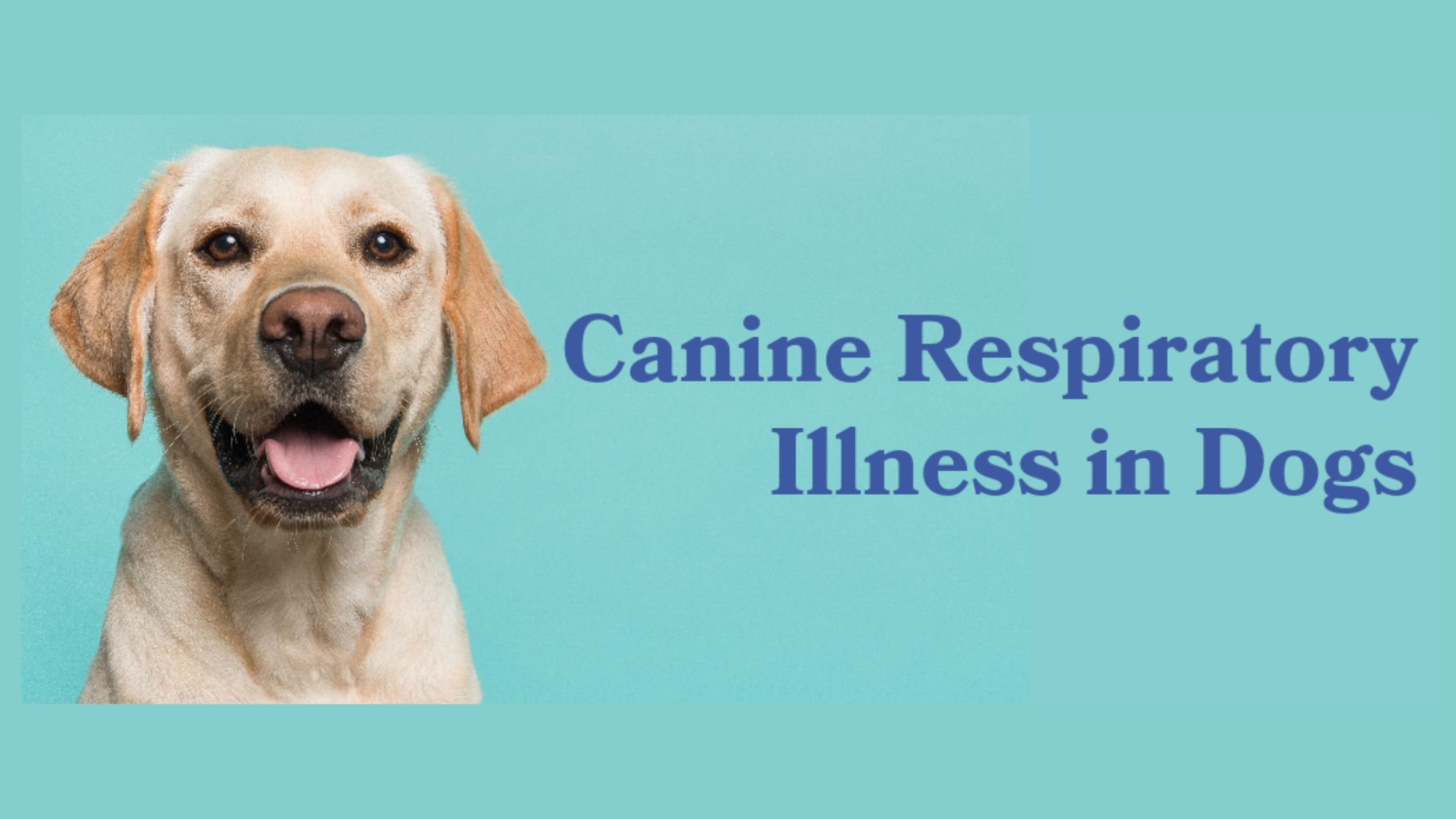 Canine Respiratory Illness in Dogs