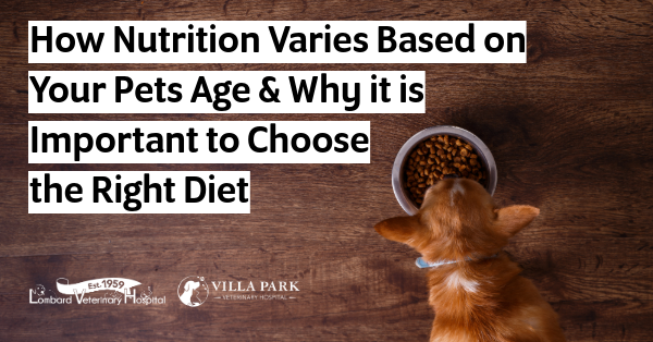 Why it is Important to Choose the Right Diet for your Pet