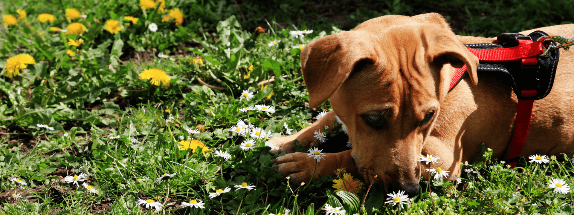 Dog smelling flowers