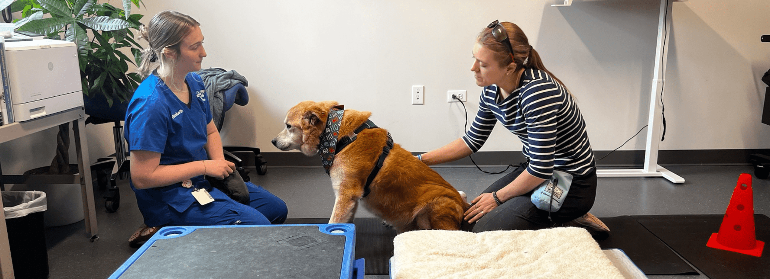 Rehab and Physical Therapy at Lombard Veterinary Hospital