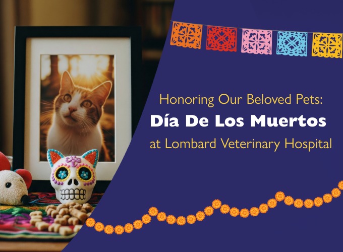 Honoring Our Beloved Pets: Día de los Muertos at Lombard Veterinary Hospital 
