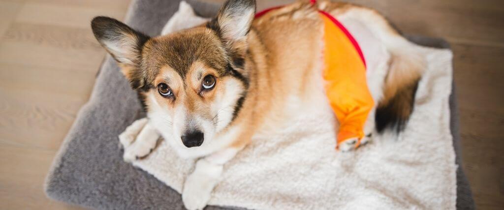 How to Ensure A Smooth Recovery From Canine Orthopedic Surgery