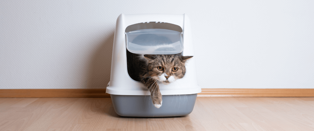 4 Litter Box Tips to Make Life as a Cat Owner Easier