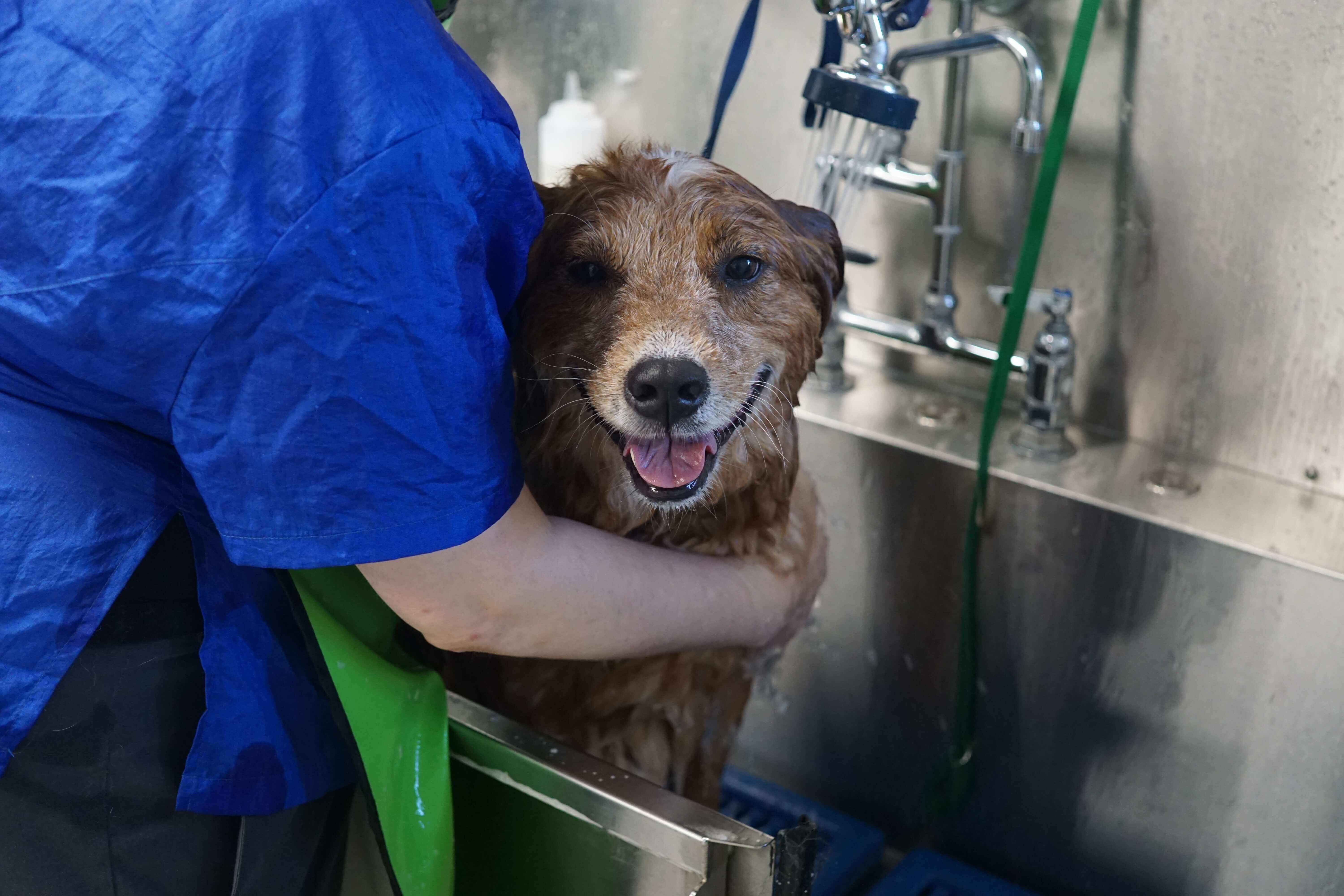 Sarah the Groomer giving a bath