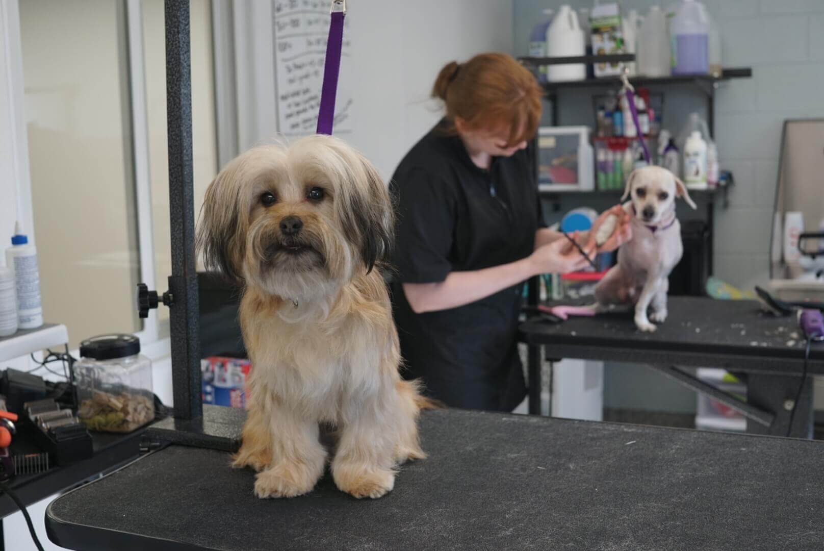 Grooming Services