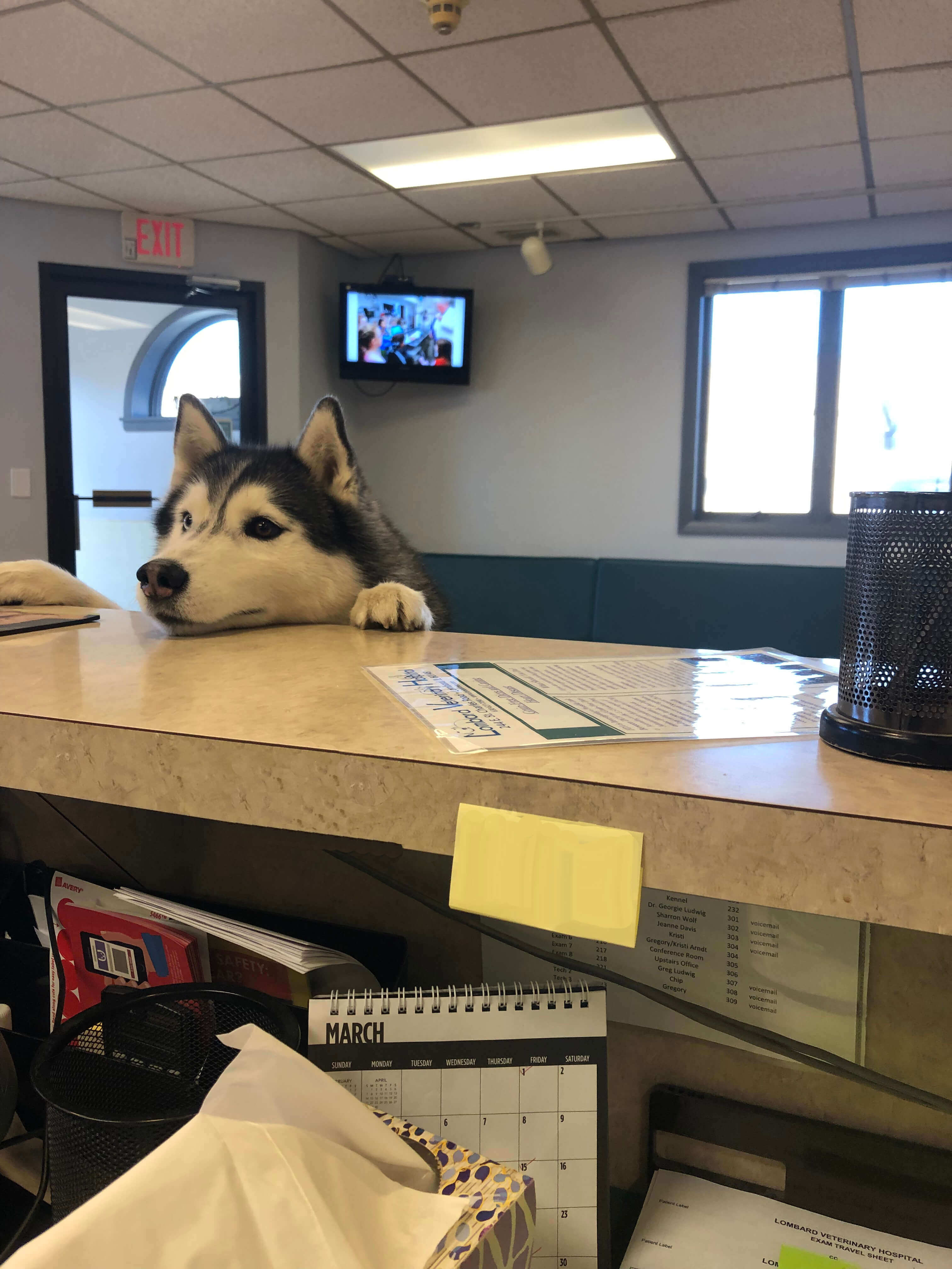 Dog Checking in at Lombard Veterinary Hospital