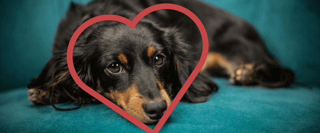 Dog Cardiology: At the Heart of the Matter 