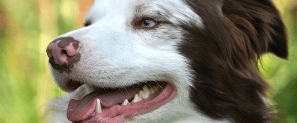 The Secret to Great Dog Dental Care 