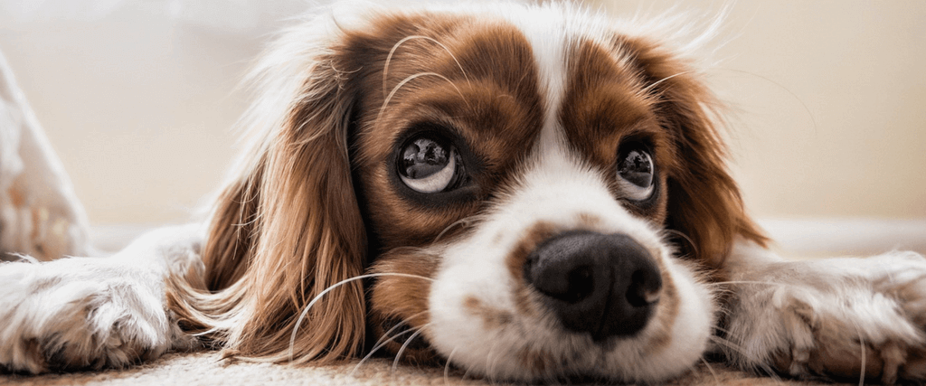 Why Dog Diagnostic Imaging May Be Needed 