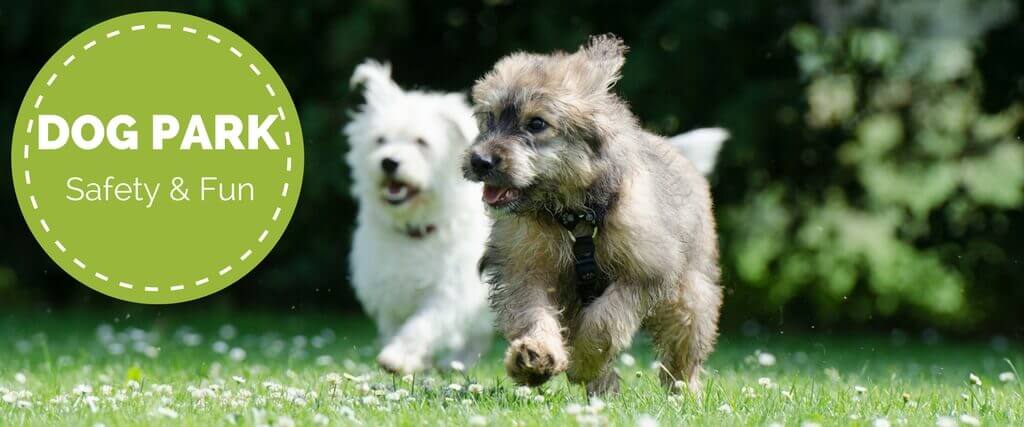 Tips for Fun (and Safety) at the Dog Park