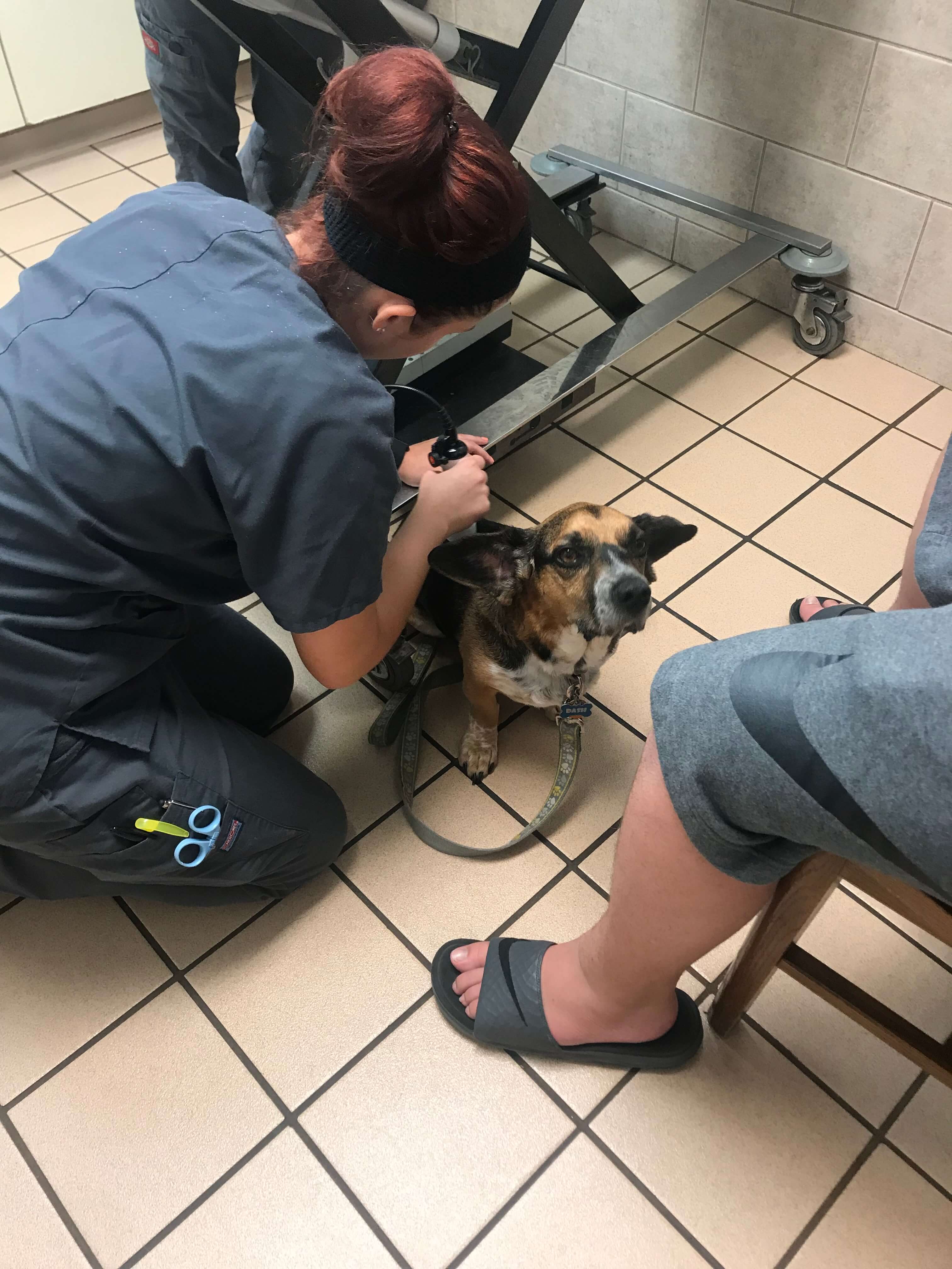 Dash getting his laser therapy