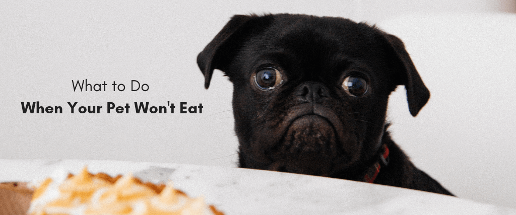 What to Do When Your Pet Won’t Eat