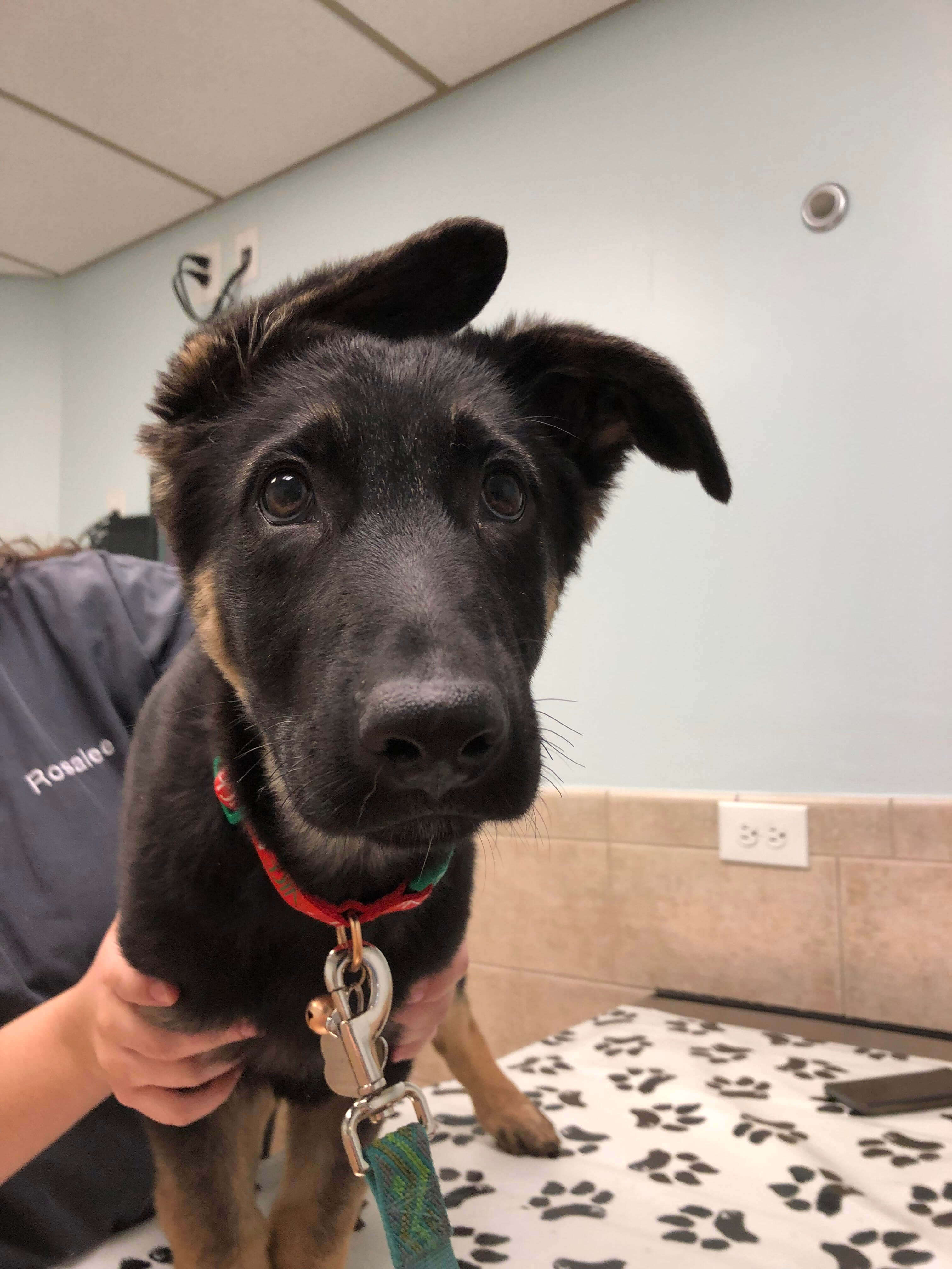 Puppy in Exam Room with Tech