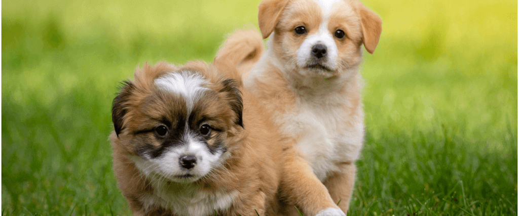 How to Socialize Your Puppy for a Happy and Confident Dog 
