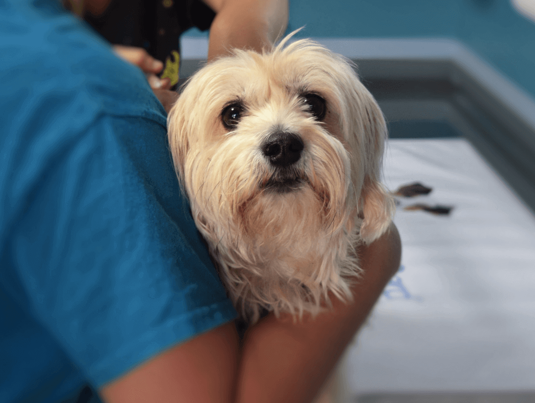 Veterinary Technician Job Posting