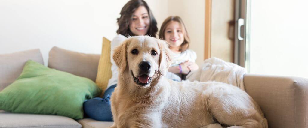 A Veterinarian’s Guide to At Home Pet Vaccinations: The Pros, Cons, and Risks to Be Aware Of