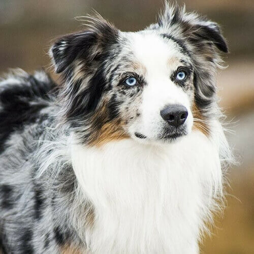 Australian Shepherd