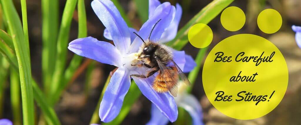 "Bee" Careful: Stings Can Be Serious!