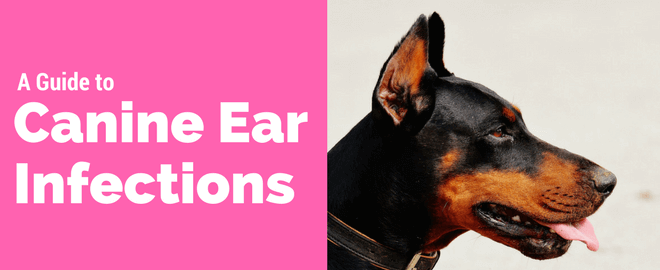 A Guide to Canine Ear Infections