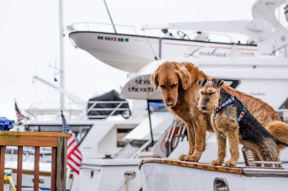 Have a Pet-Friendly Fourth of July