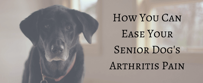 How You Can Ease Your Senior Dog's Arthritis Pain