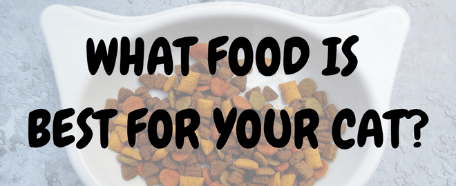 What Food Is Best For Your Cat?