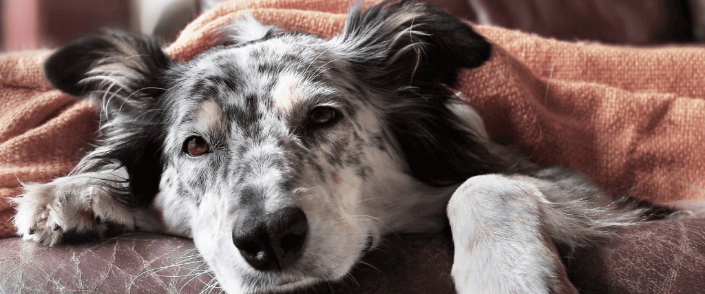 What You Need to Know About the Recent Canine Influenza Outbreaks