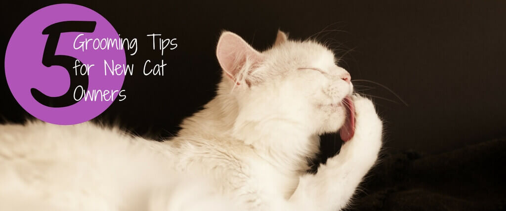 5 Grooming Tips for New Cat Owners 