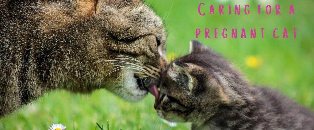 Pregnant Cat Care Tips
