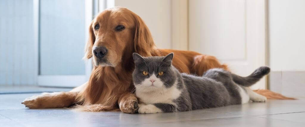 How to Easily Care For Your Diabetic Pet At Home