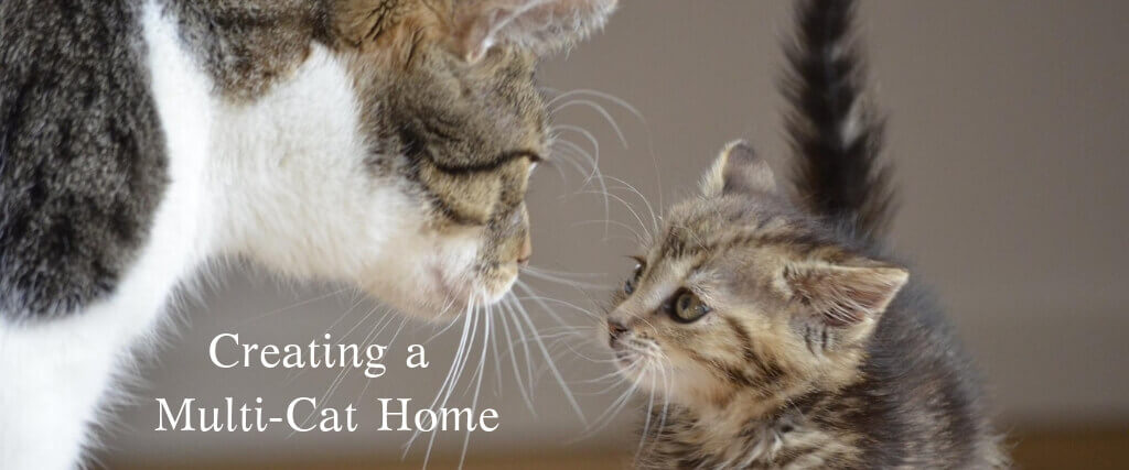 Creating a Harmonious Multi-Cat Family