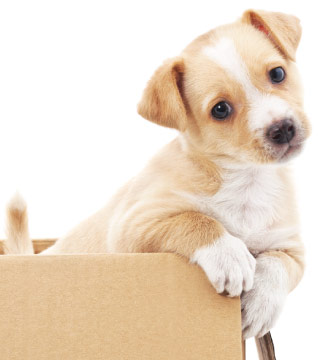 veterinary care