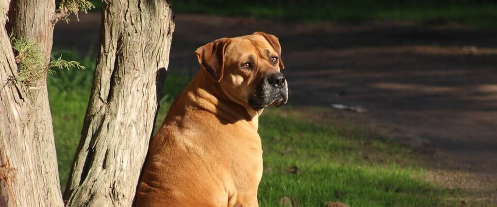 National Pet Obesity Awareness Day is October 9!