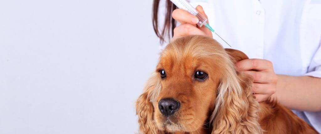 The Essential New Pet Owner's Guide to Dog Vaccinations