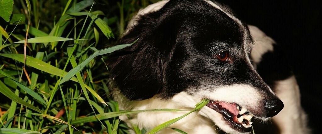 Why Do Dogs Eat Grass? 