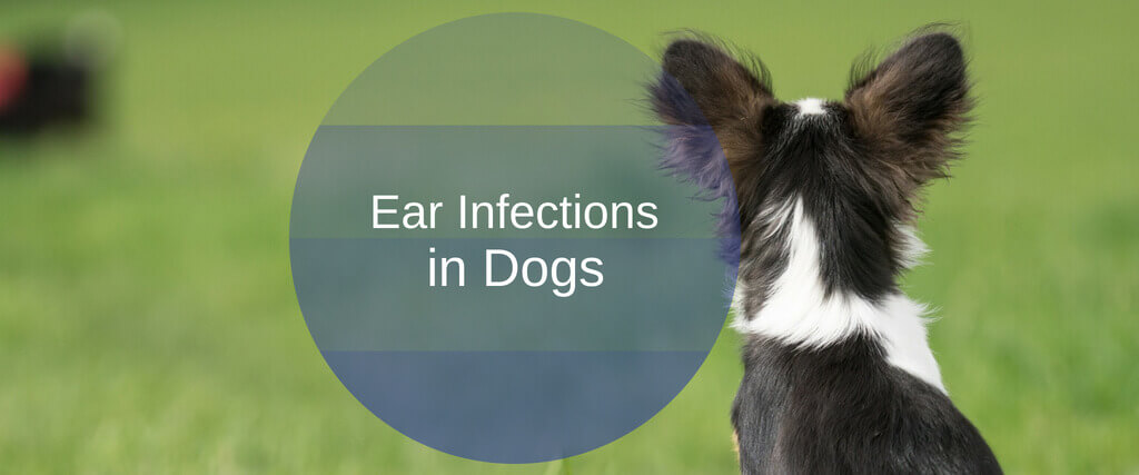 Ear Infections in Dogs