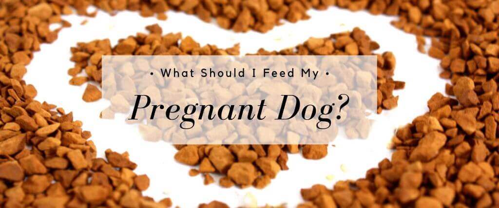 what to feed a pregnant dog
