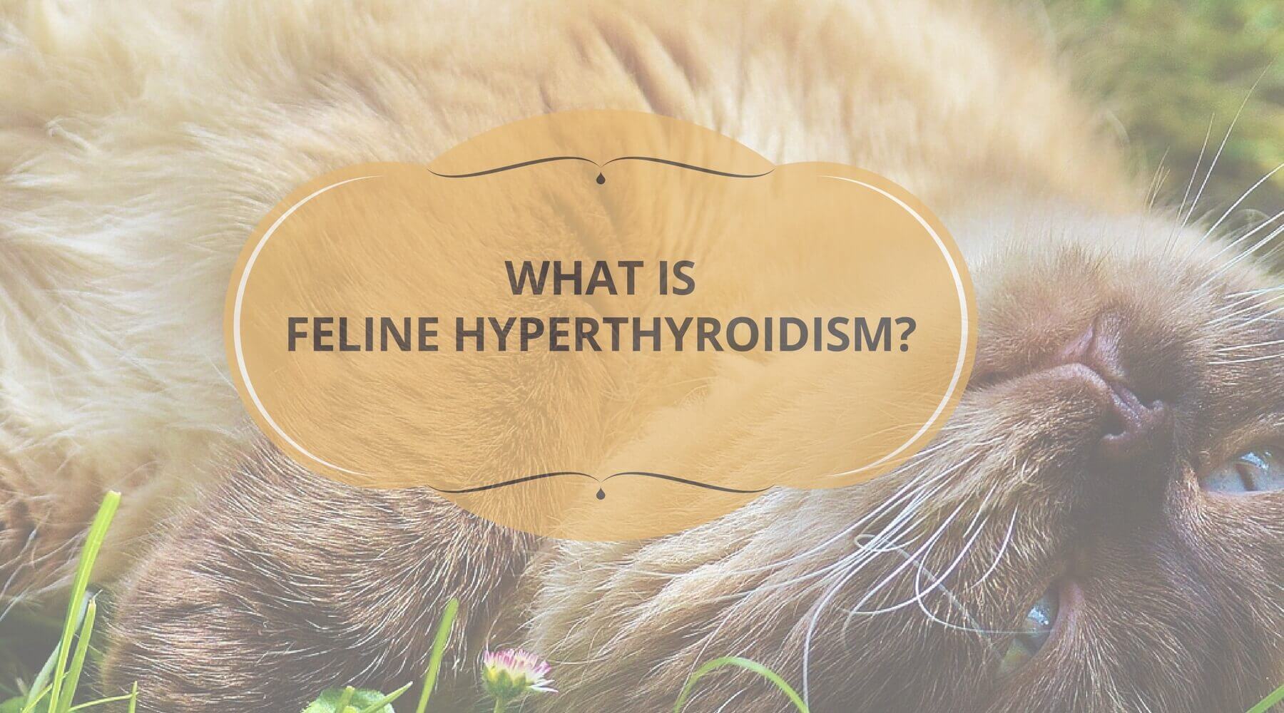 What is Feline Hyperthyroidism?