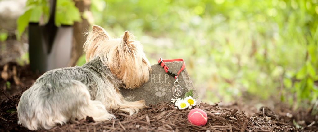 Forget Me Not: Rainbow Bridge Remembrance Day