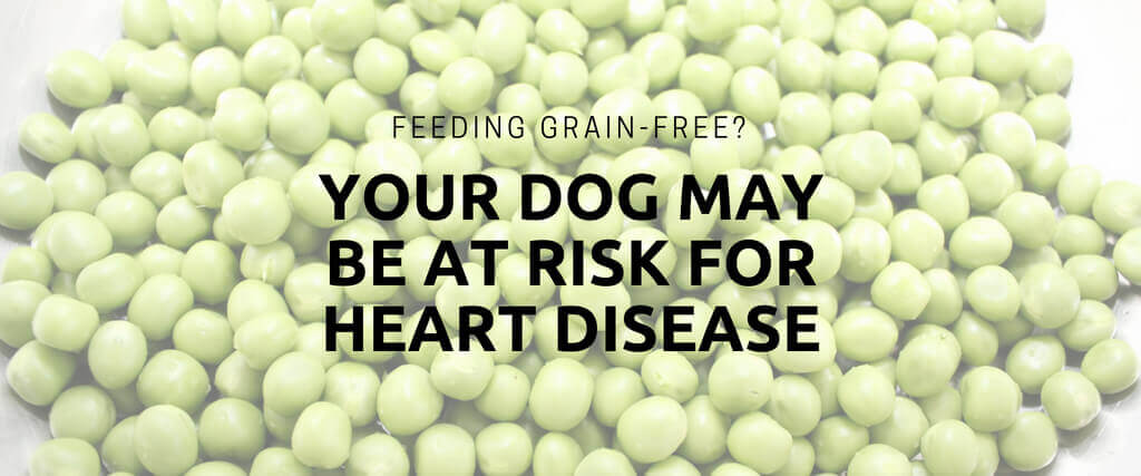 Feeding Grain-Free? Your Dog may be at Risk for Heart Disease