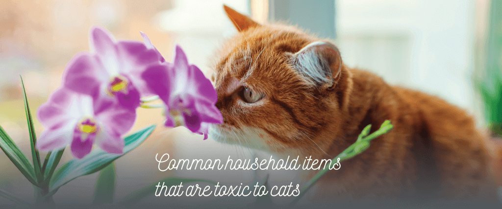 Food, Plants, and Household Items That Can Be Harmful to Cats