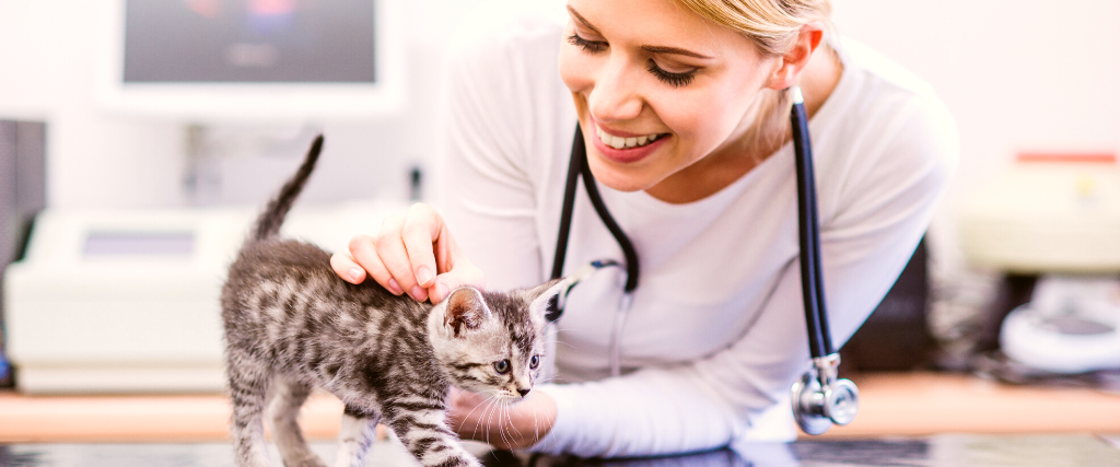 How To Find The Best Veterinarian