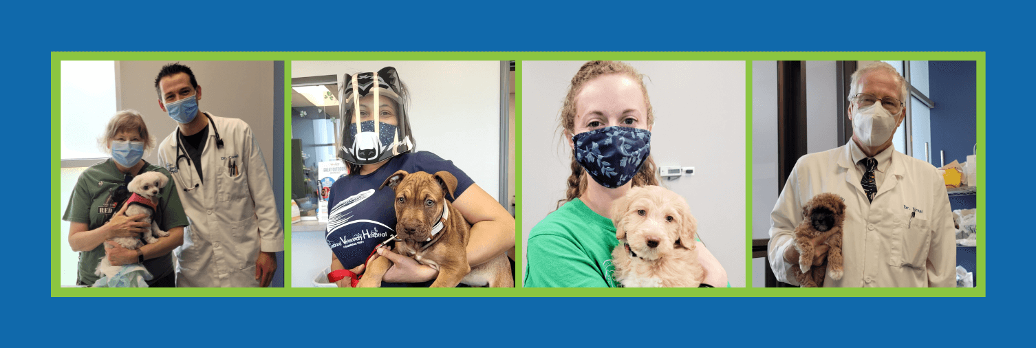 Associate Veterinary careers at Lombard